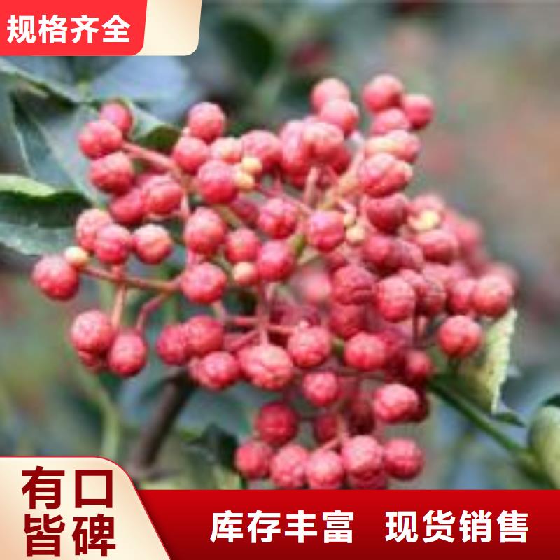 花椒苗、花椒苗廠(chǎng)家直銷(xiāo)-歡迎新老客戶(hù)來(lái)電咨詢(xún)