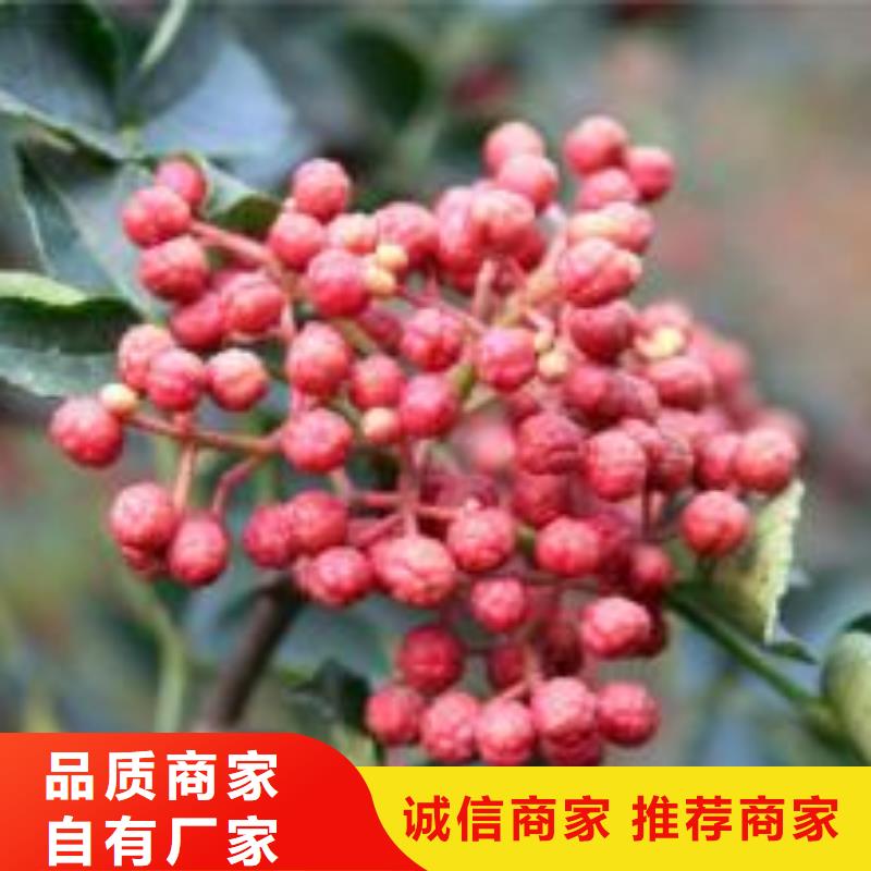 花椒苗厂家-质量保证