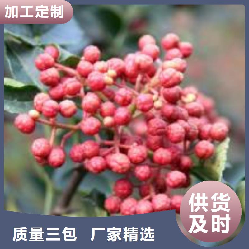 有現(xiàn)貨的花椒苗供貨商