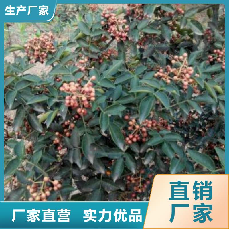 花椒苗貨源充足的廠家