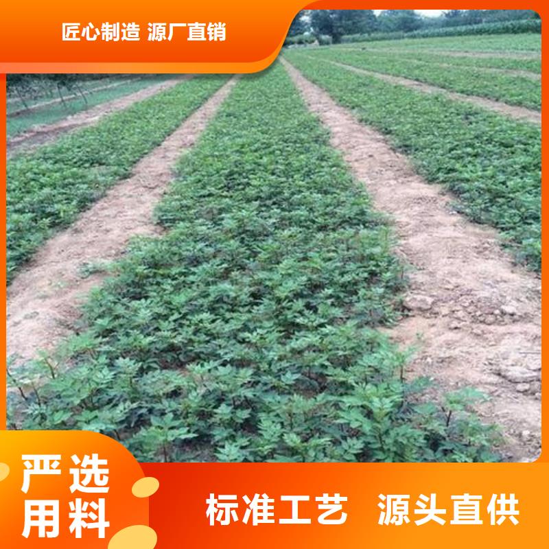 花椒苗廠家批發(fā)