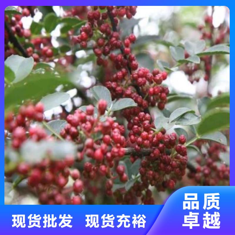 花椒苗哪里有賣