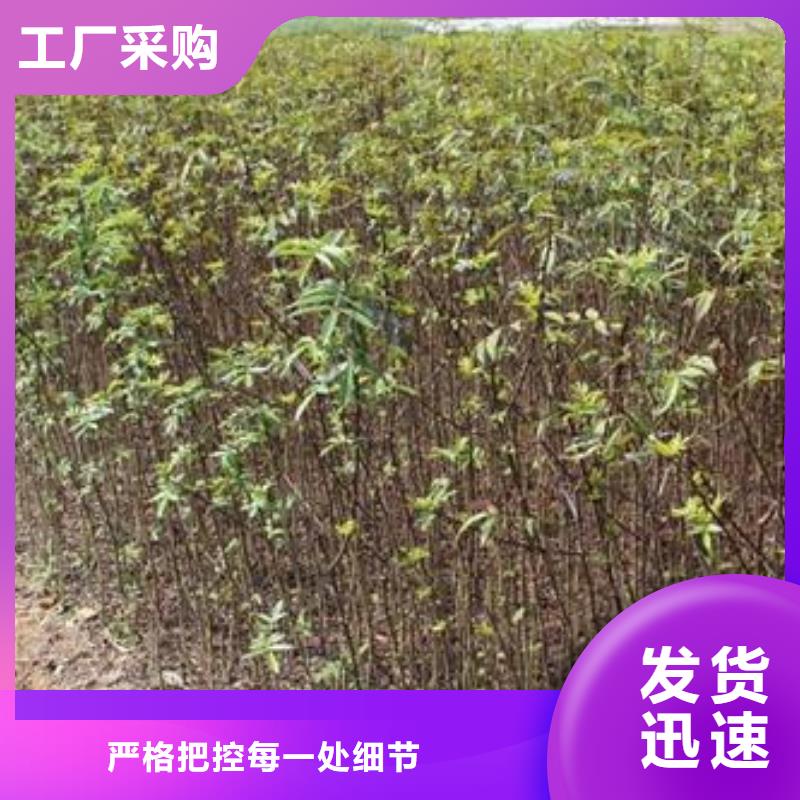 花椒苗價格合理的廠家