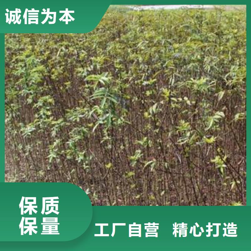 花椒苗出厂价