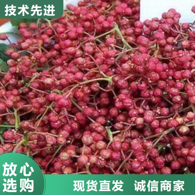 定做花椒苗的供貨商