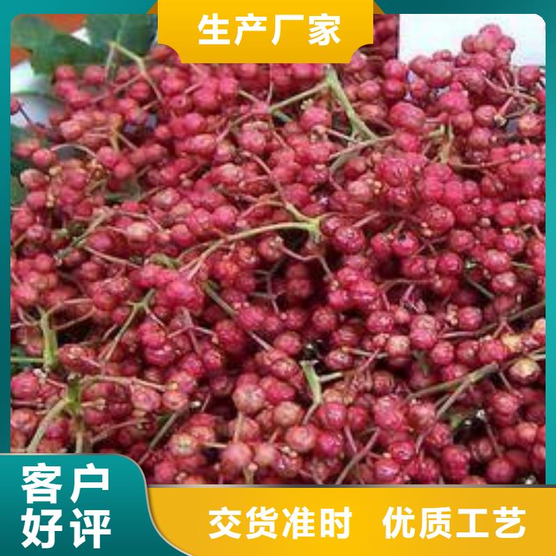 有現(xiàn)貨的花椒苗供貨商