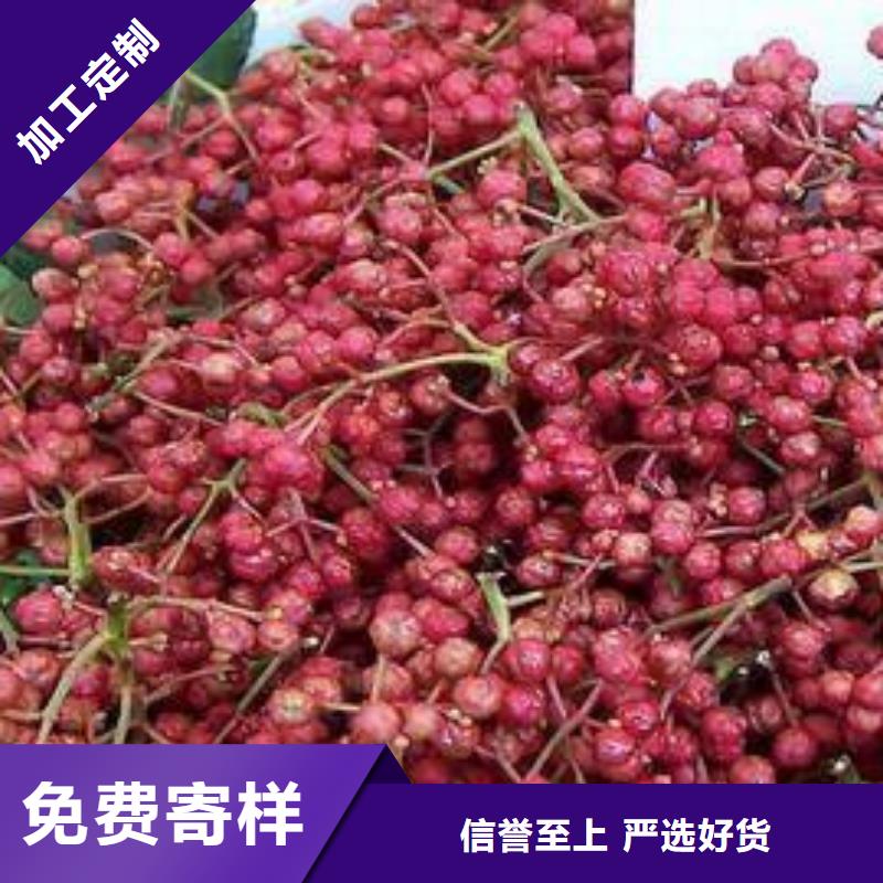 花椒苗-花椒苗供应商型号全价格低