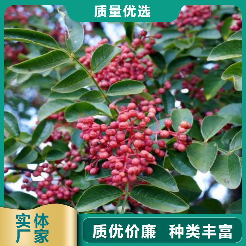 #花椒苗#-生產廠家