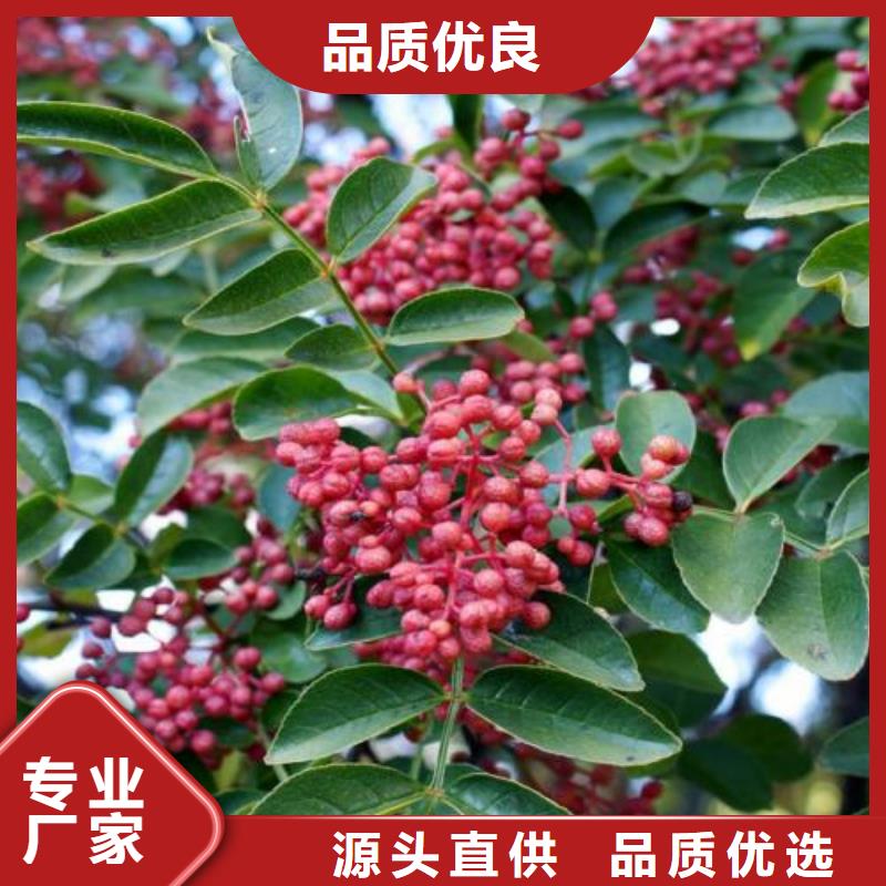 花椒苗_花椒苗有限公司