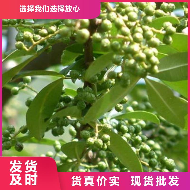 花椒苗品牌廠家-放心選購