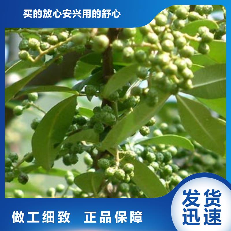 优惠的花椒苗实力厂家