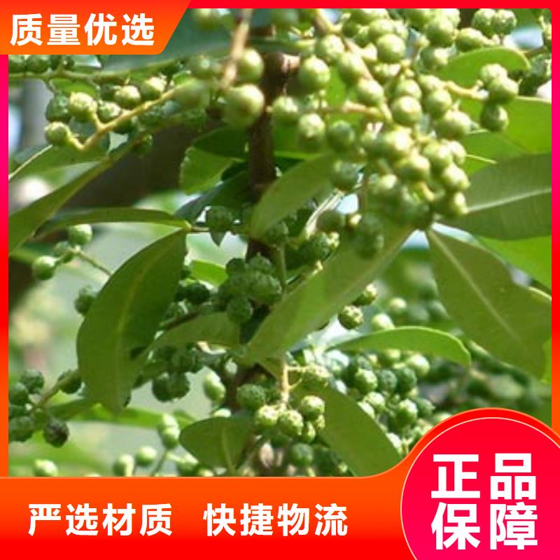 花椒苗免費郵寄樣品