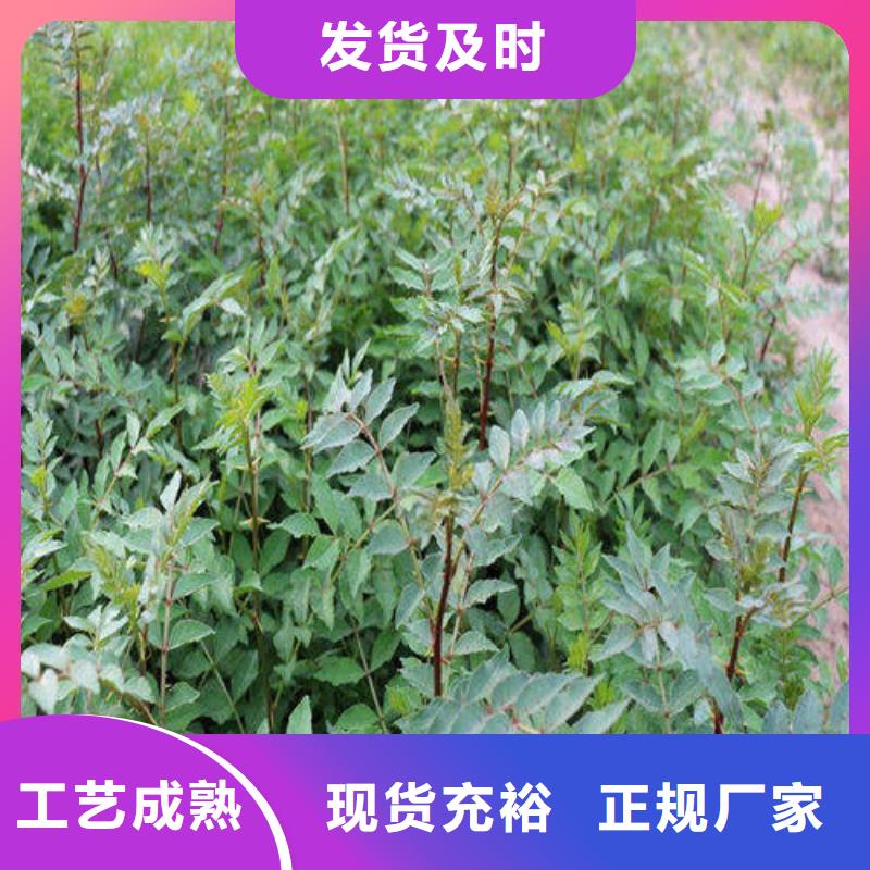 花椒苗廣受好評