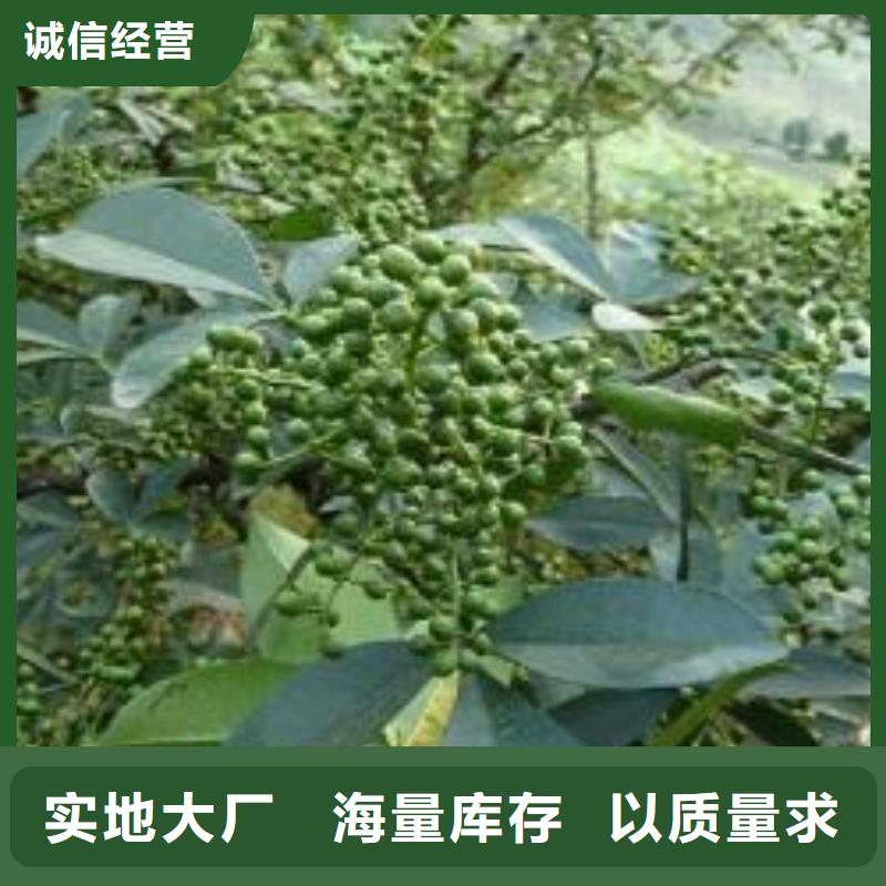 花椒苗免費郵寄樣品