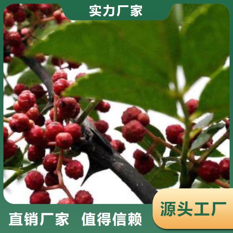 常年供應(yīng)花椒苗-放心