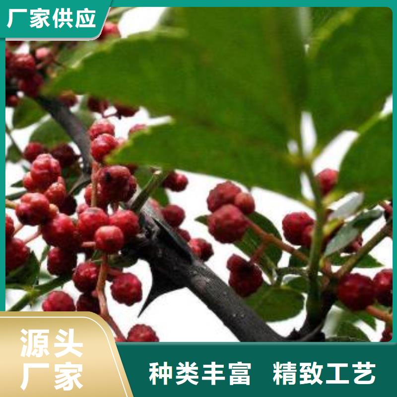 花椒苗廠家批發(fā)