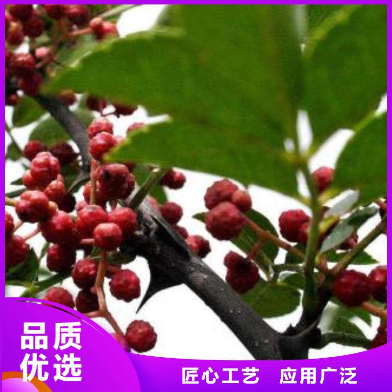 供应花椒苗【无中间商】多种规格供您选择