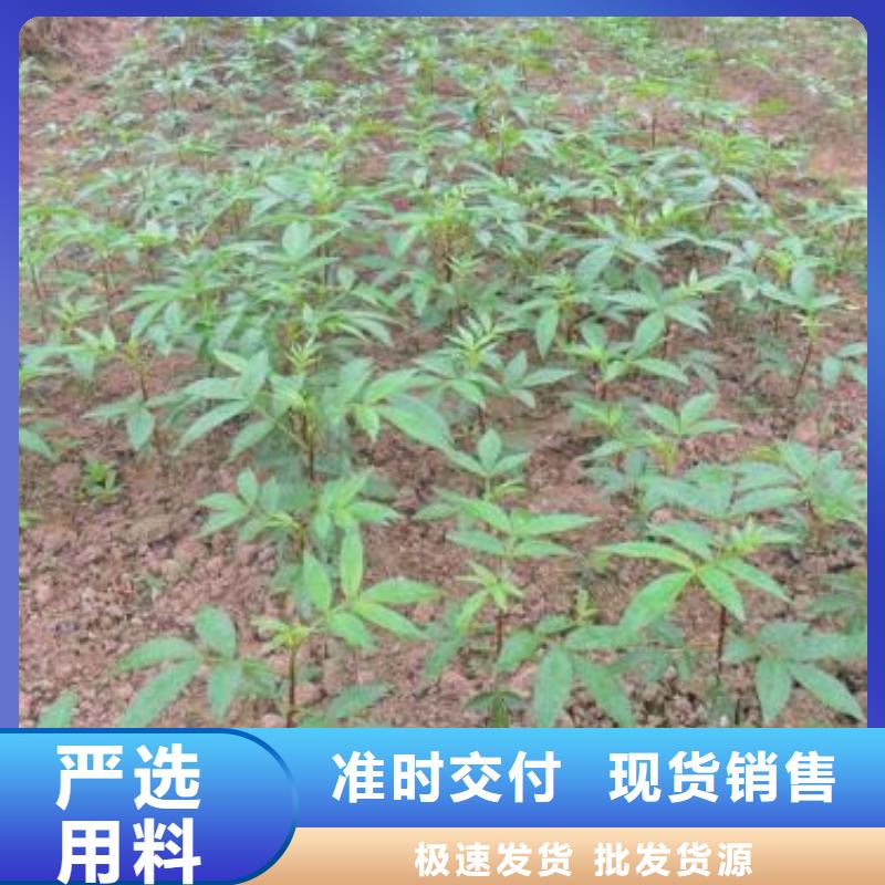 质量靠谱的花椒苗厂家源头厂源头货