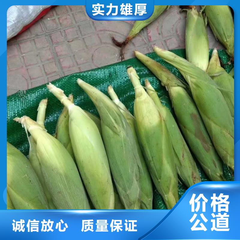 烤紅薯爐實體大廠-放心選購