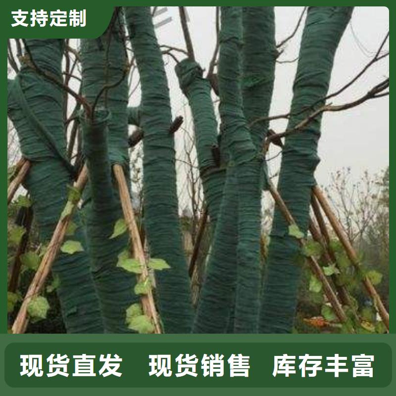 裹樹布-裹樹布大型廠家