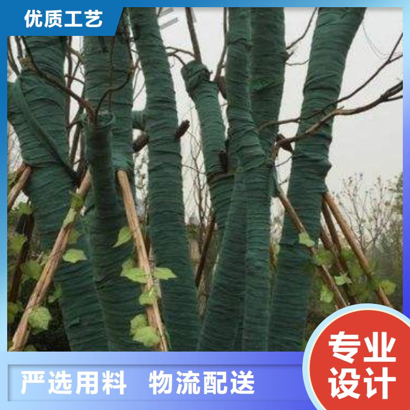 裹樹布批發零售