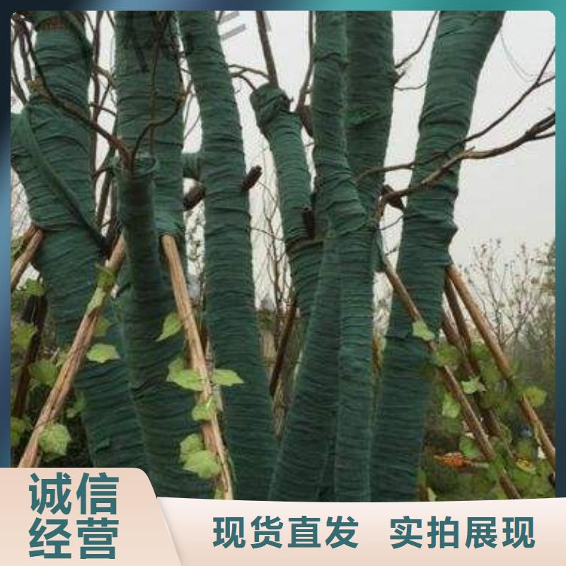 规格全的裹树布实体厂家