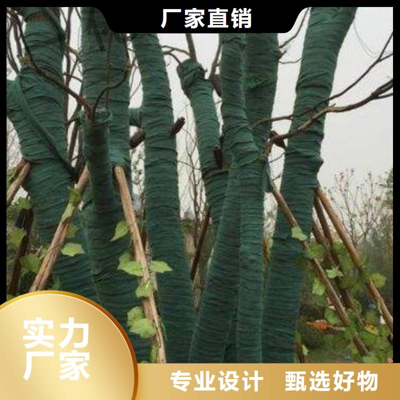 裹樹布批發零售