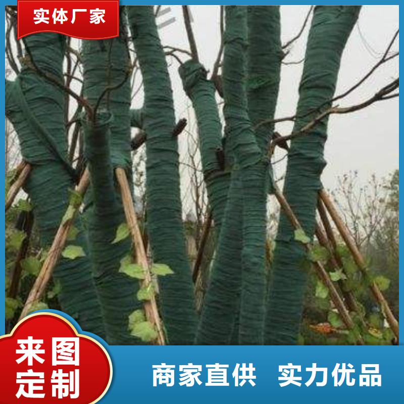 #裹树布#现货供应