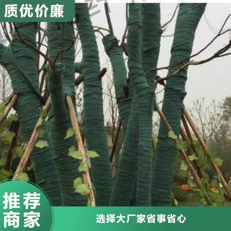 裹樹(shù)布批發(fā)零售