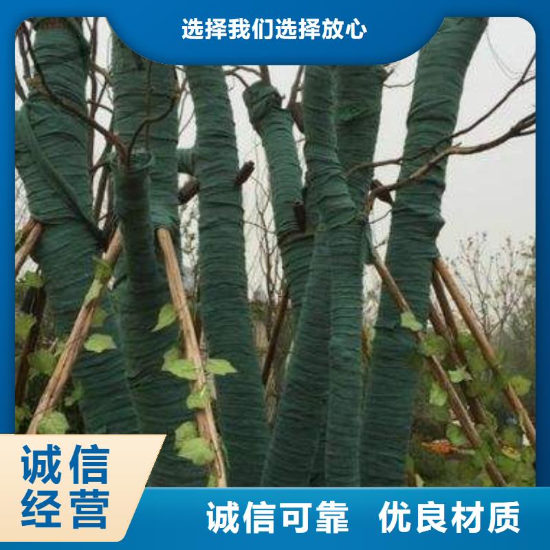 裹樹布廠家現(xiàn)貨銷售