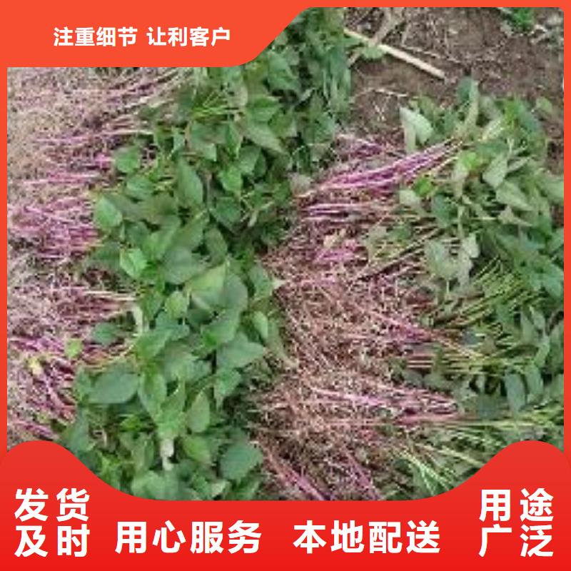 紫红薯苗新价格行情