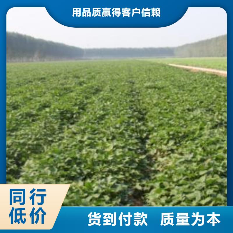 紫紅薯苗生產基地