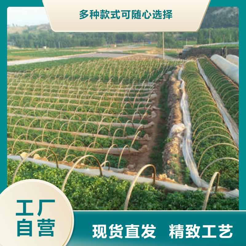 紫甘薯苗示范基地