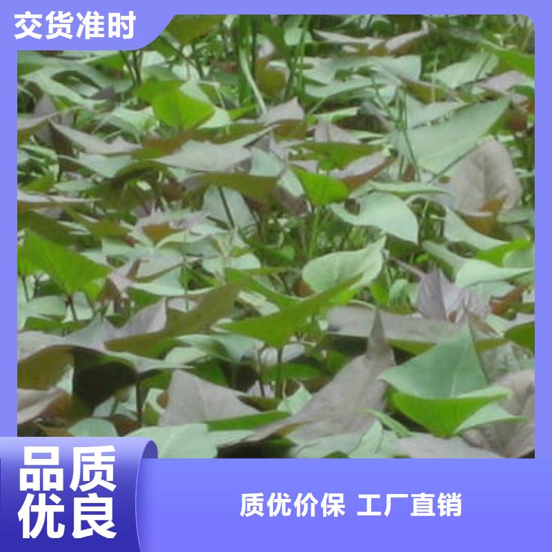 紫薯种子繁育种植基地