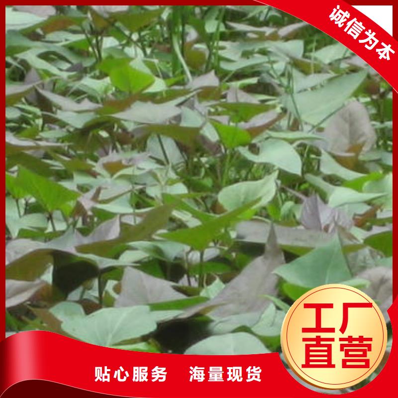 紫薯苗資質齊全精品選購