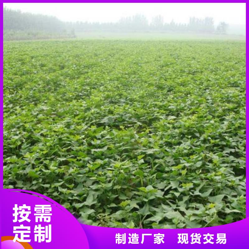 定制紫薯苗_實力廠家品種全
