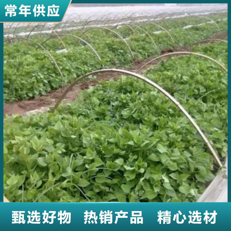 紫薯苗子价格优惠