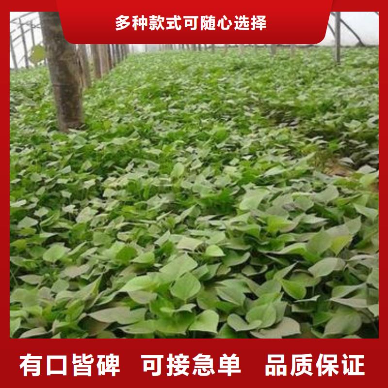 紫色地瓜苗病蟲防治