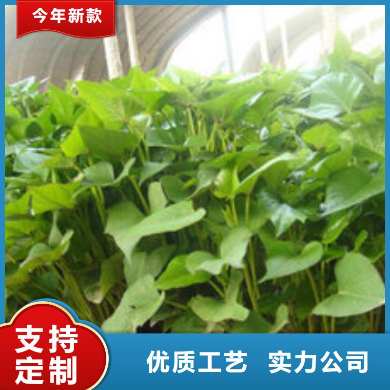 紫薯種子報價