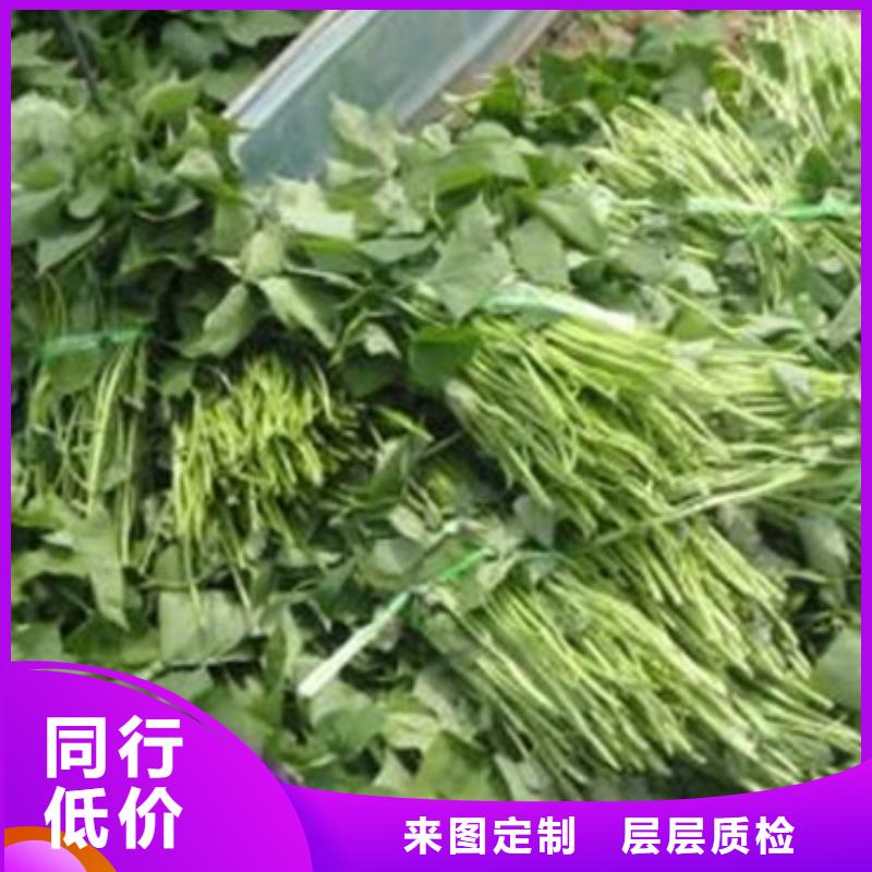濟薯26量大從優