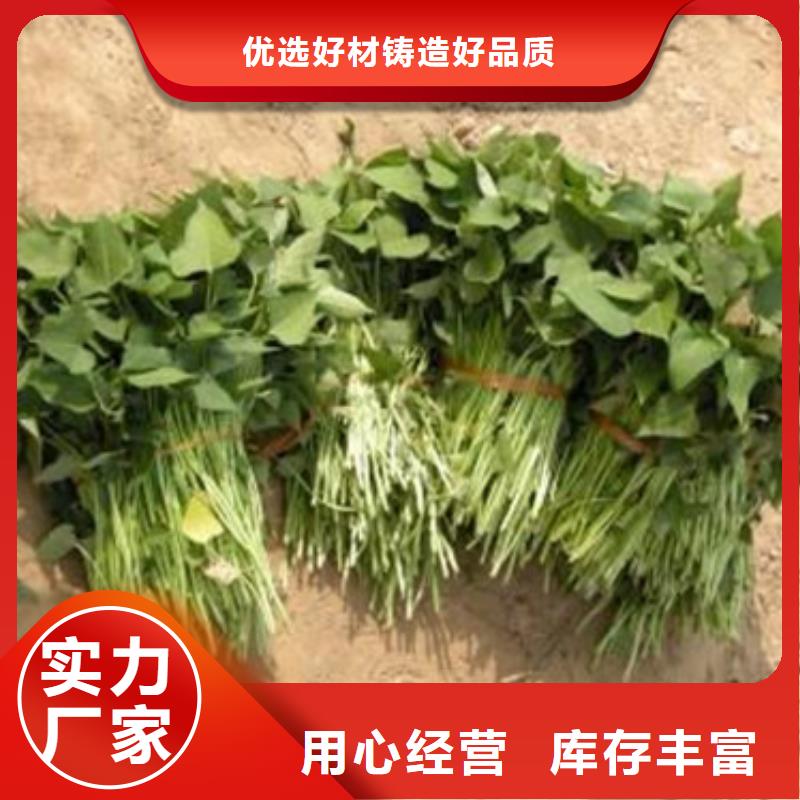 商薯19自產(chǎn)自銷
