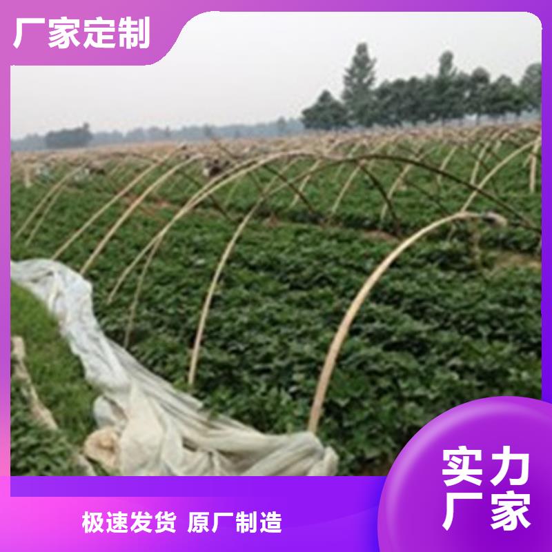 紅薯苗品種純正