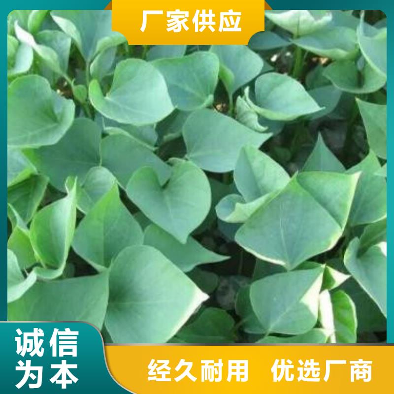 紅薯苗歡迎實(shí)地考察