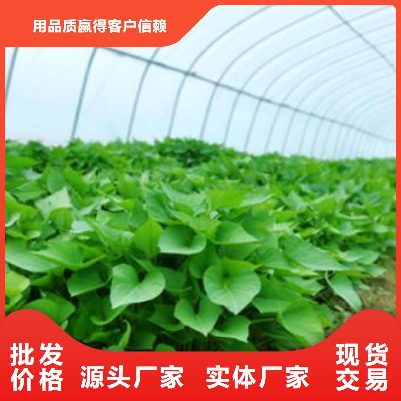 商薯19-原廠質保