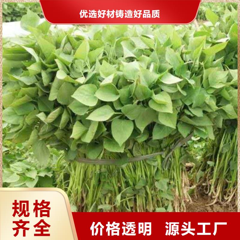 重信譽(yù)商薯19生產(chǎn)廠家