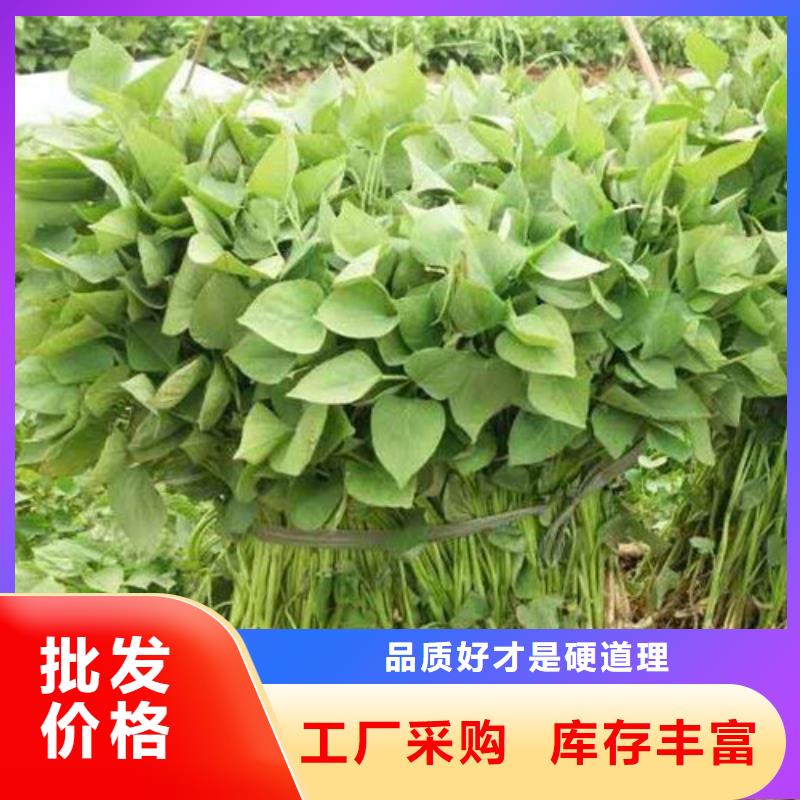 商薯19生產廠家庫存量大