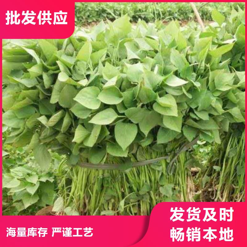 商薯好的選擇