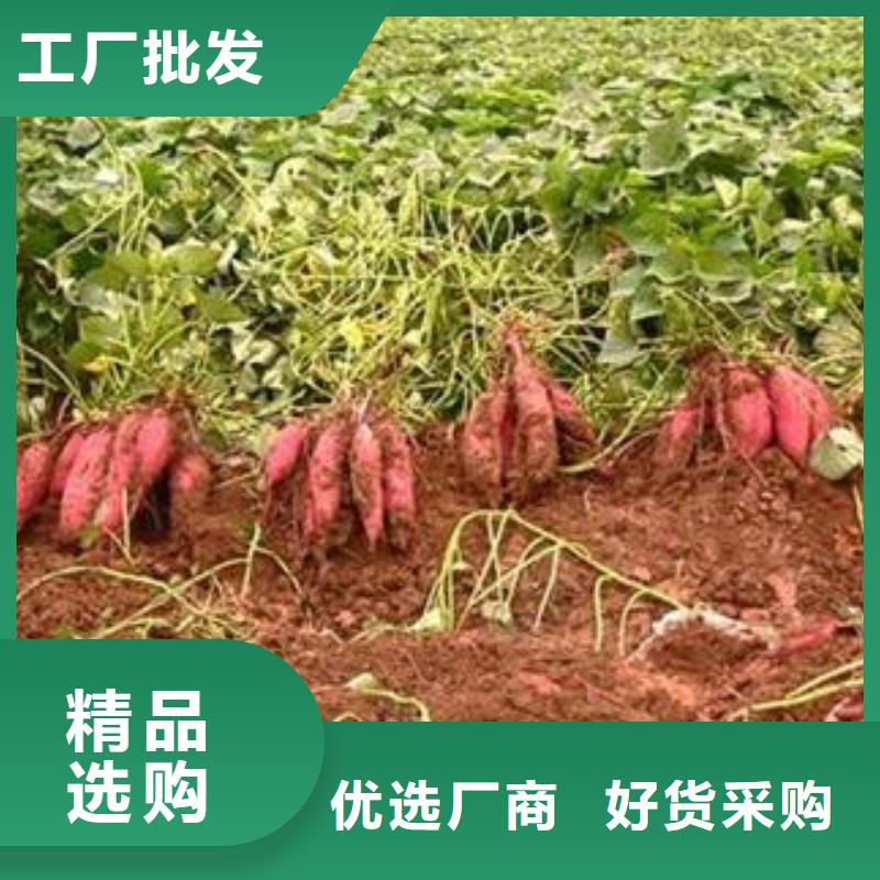 商薯-商薯歡迎選購