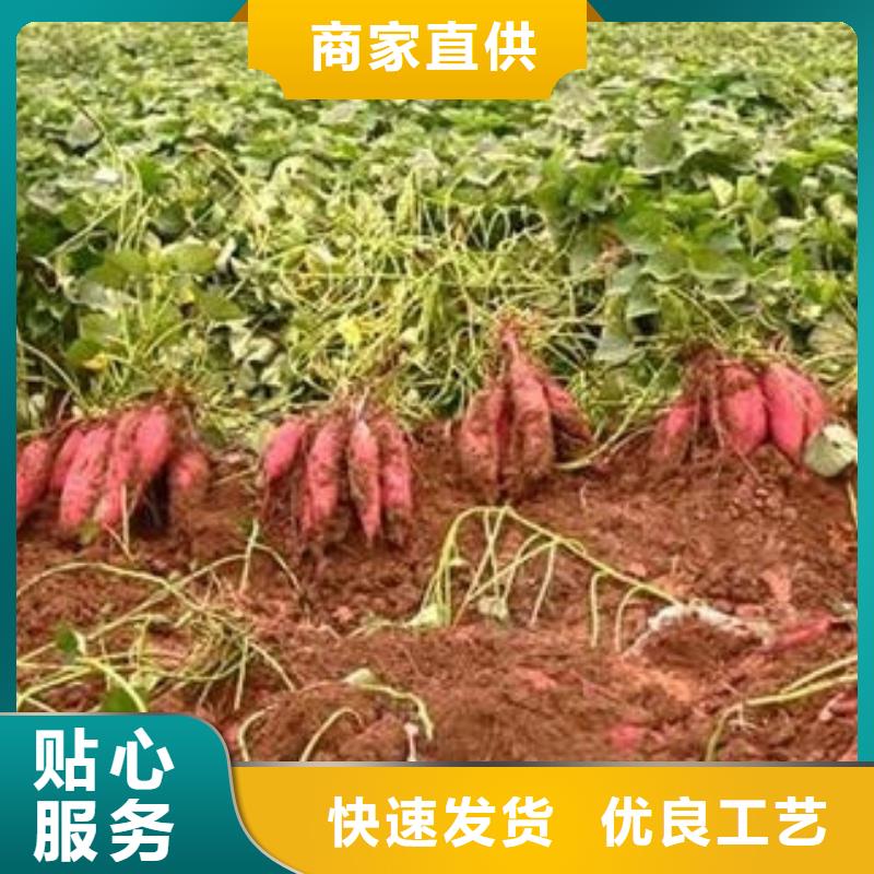 商薯19品牌廠家價格優(yōu)惠