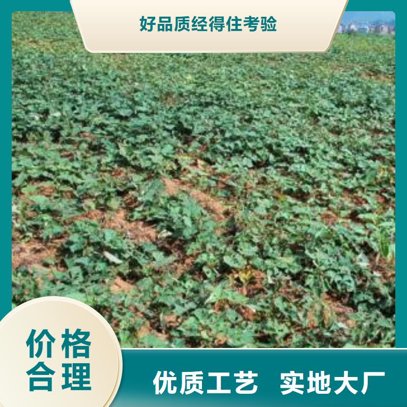 信譽好的商薯19廠家_質量保證